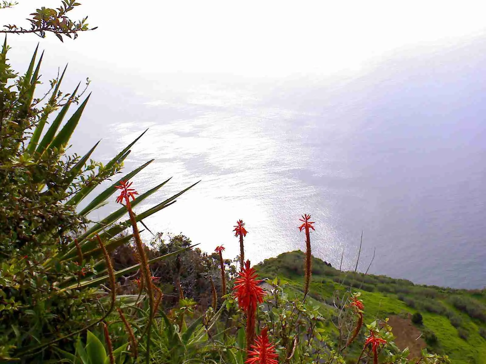 Flores rojas en un acantilado sobre el mar iluminado por el sol