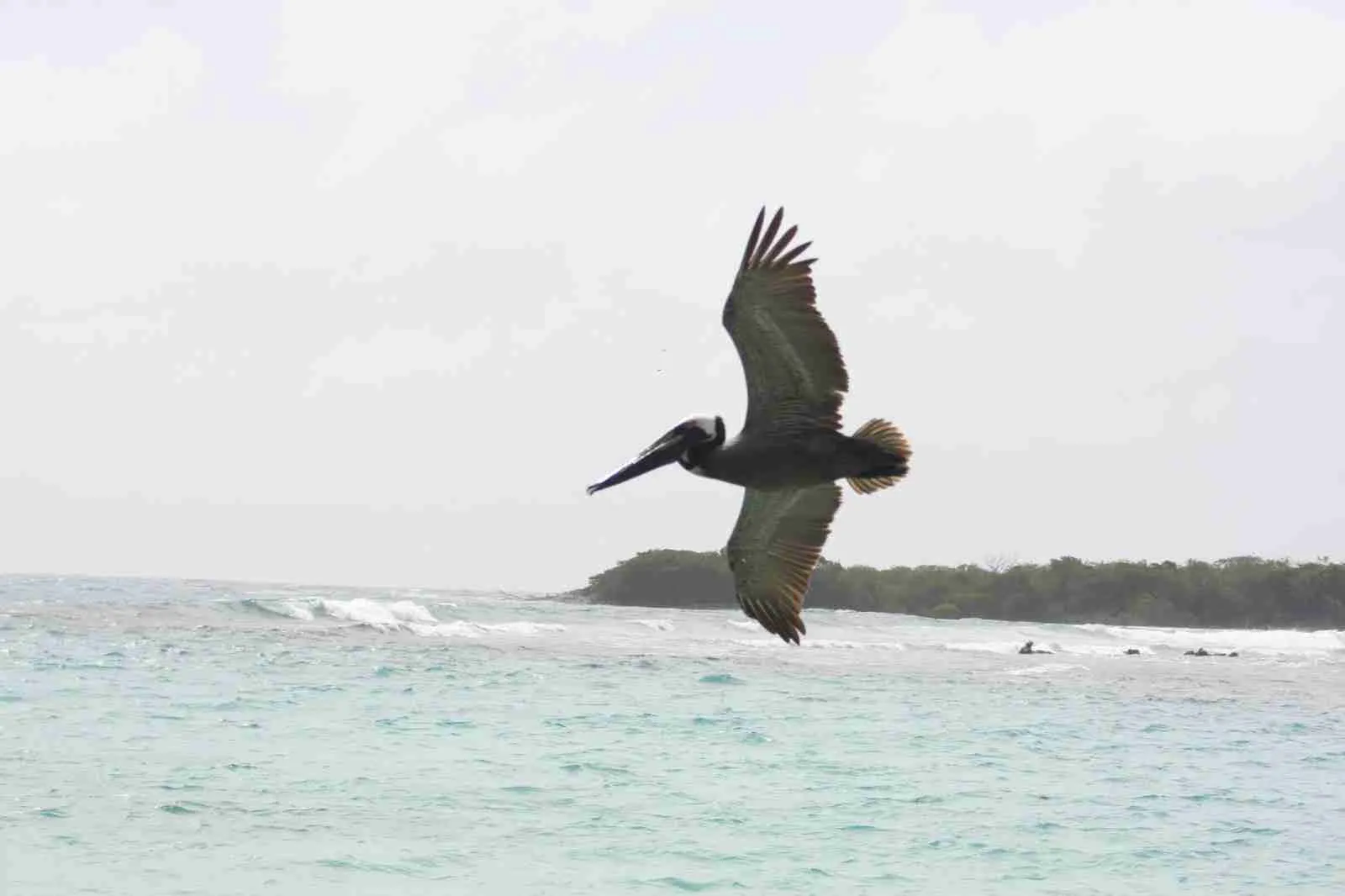 Pelícano volando sobre el mar cerca de la costa