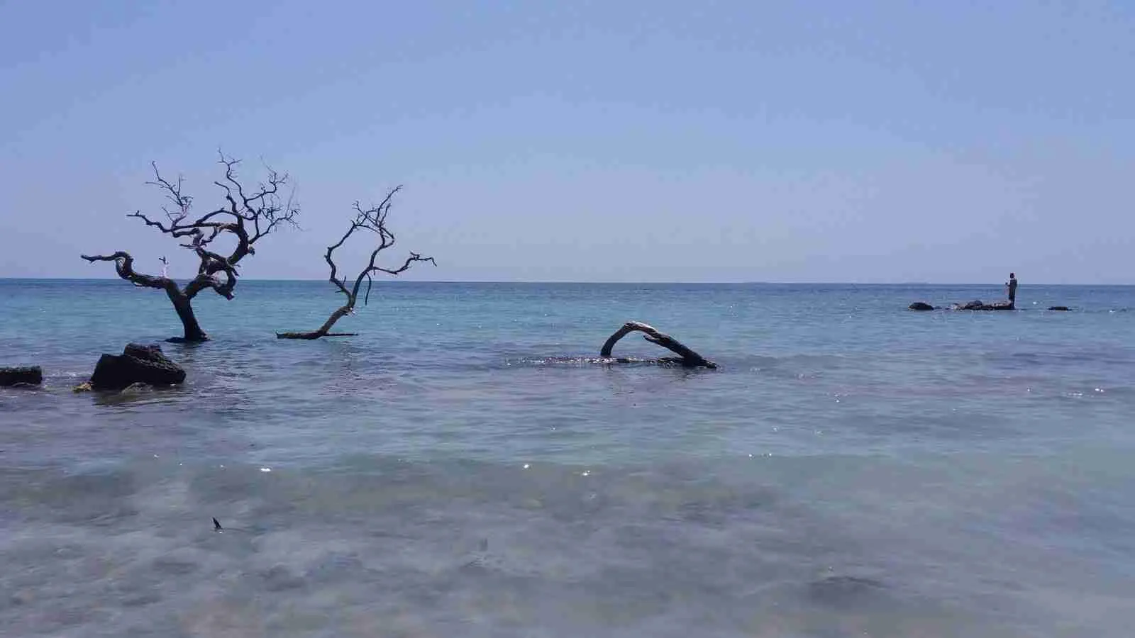 Mar en calma con ramas secas que salen del agua