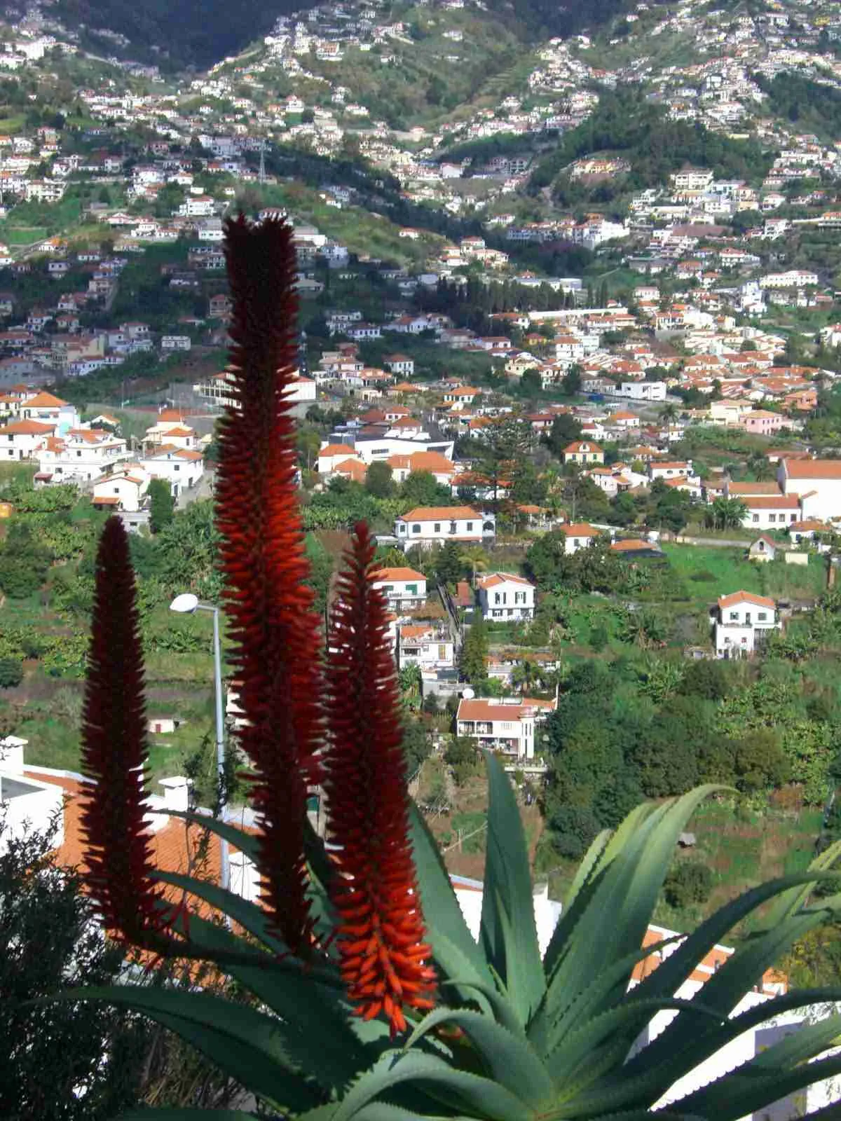 Flores rojas de aloe en primer plano y un pueblo de casas blancas en la ladera