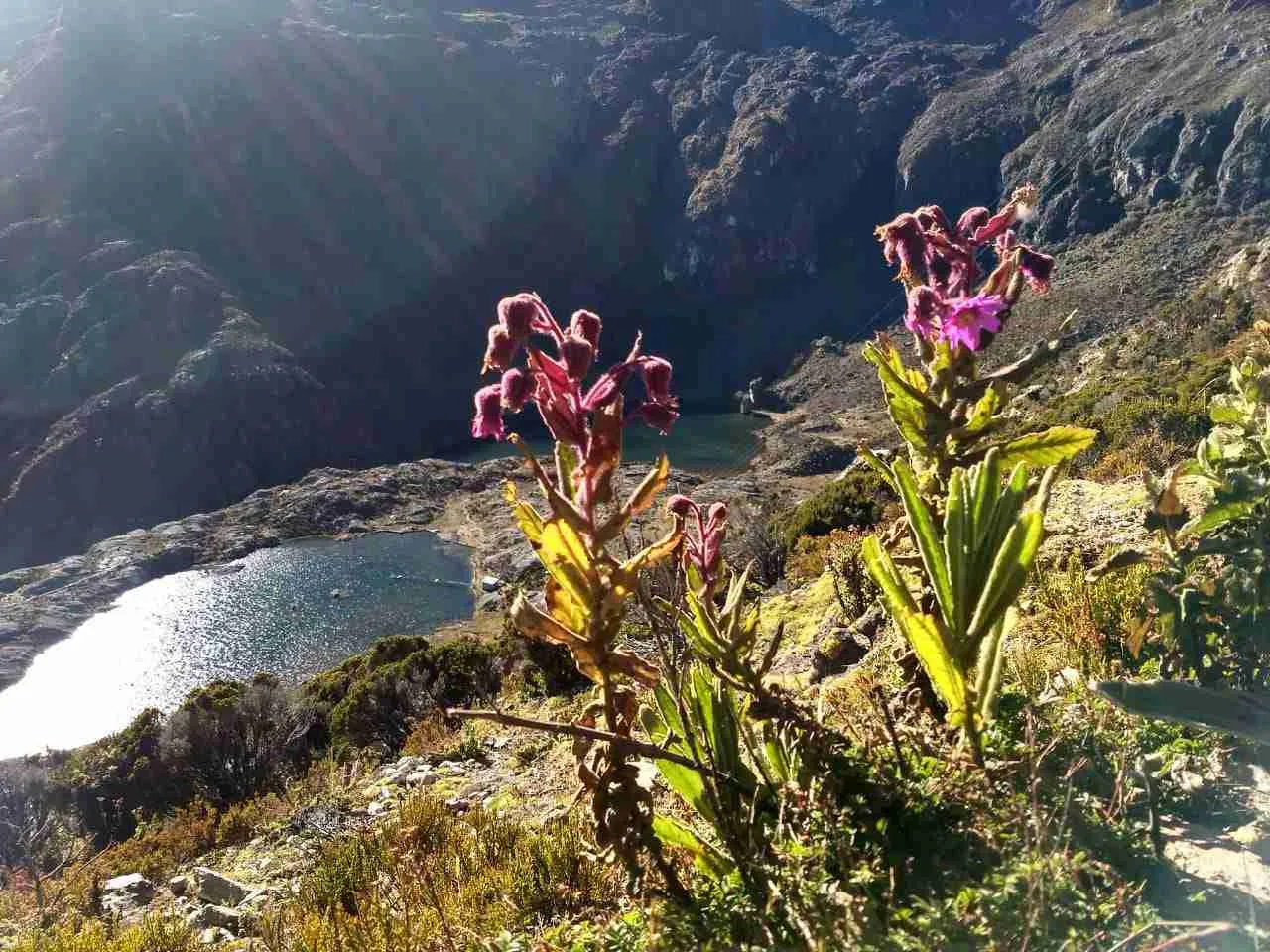 Flores silvestres de color morado en la ladera de una montaña, con una laguna al fondo